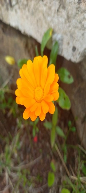 Flores que atraen a nuestros aliados
